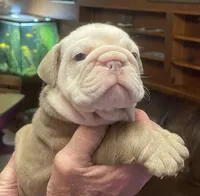 Sally, a female English Bulldog for sale in Des Moines, IA – Photo 1 of 4