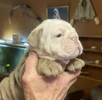 Sally, a female English Bulldog for sale in Des Moines, IA – Photo 3 of 4
