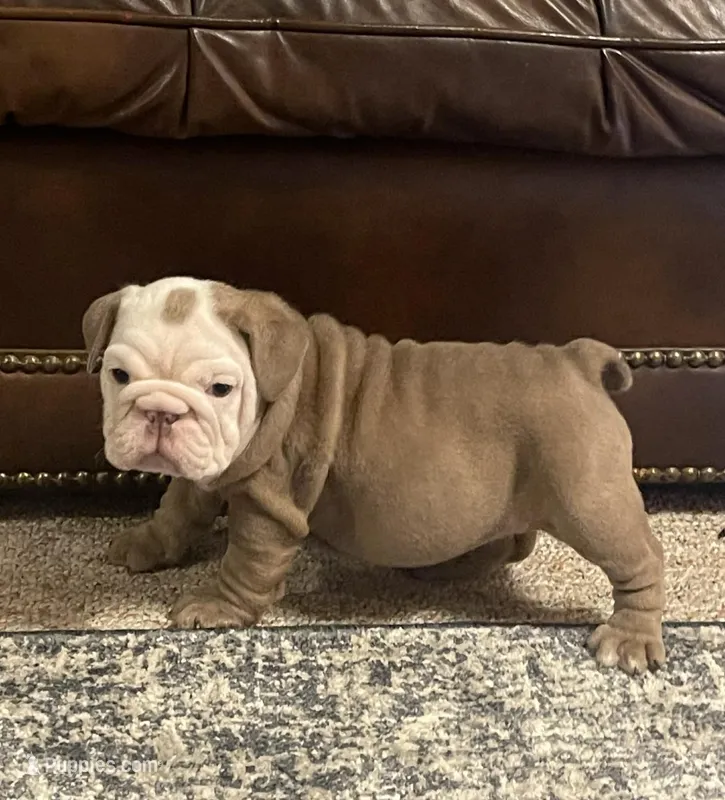 Sally – English Bulldog puppy for sale in Des Moines, IA