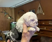 Billy, a male English Bulldog for sale in Des Moines, IA – 2 of 6