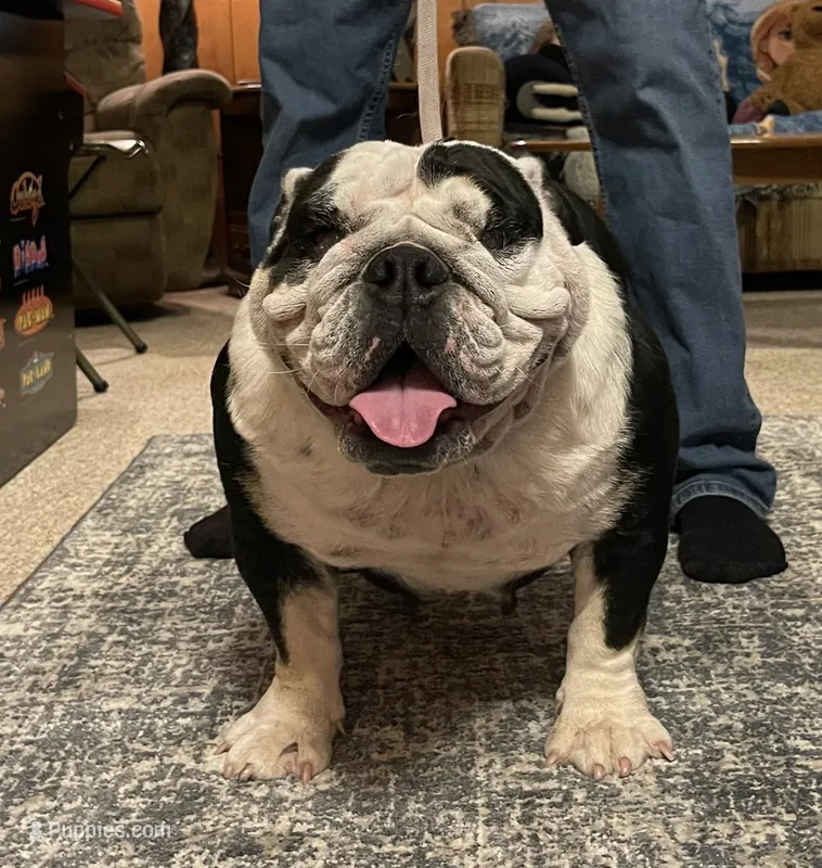 Peaches – English Bulldog puppy for sale in Des Moines, IA