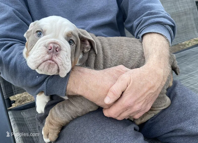 Blake – English Bulldog puppy for sale in Des Moines, IA