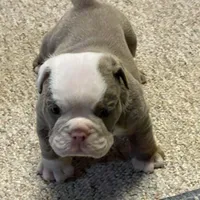 Blake, a male English Bulldog for sale in Des Moines, IA – Photo 5 of 7