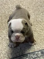 Blake, a male English Bulldog for sale in Des Moines, IA – Photo 2 of 4