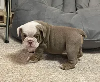 Blake, a male English Bulldog for sale in Des Moines, IA – Photo 2 of 7