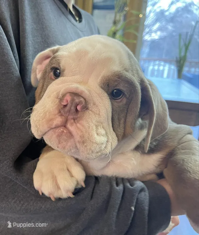 Blake – English Bulldog puppy for sale in Des Moines, IA