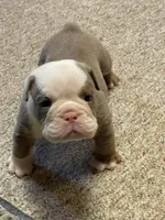 Blake, a male English Bulldog for sale in Des Moines, IA – Photo 1 of 4