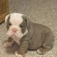 Blake, a male English Bulldog for sale in Des Moines, IA – Photo 1 of 7
