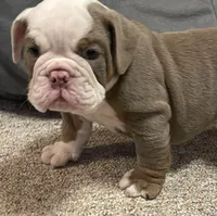 Blake, a male English Bulldog for sale in Des Moines, IA – Photo 3 of 7