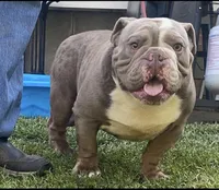 Blake, a male English Bulldog for sale in Des Moines, IA – 4 of 4