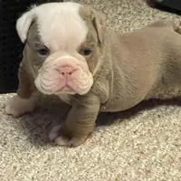 Blake, a male English Bulldog for sale in Des Moines, IA – Photo 6 of 7