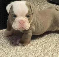 Blake, a male English Bulldog for sale in Des Moines, IA – Photo 3 of 4