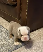 Blake, a male English Bulldog for sale in Des Moines, IA – Photo 4 of 4