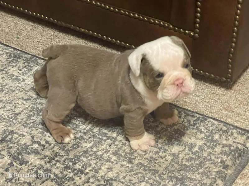 Blake – English Bulldog puppy for sale in Des Moines, IA