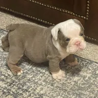 Blake, a male English Bulldog for sale in Des Moines, IA – Photo 4 of 7