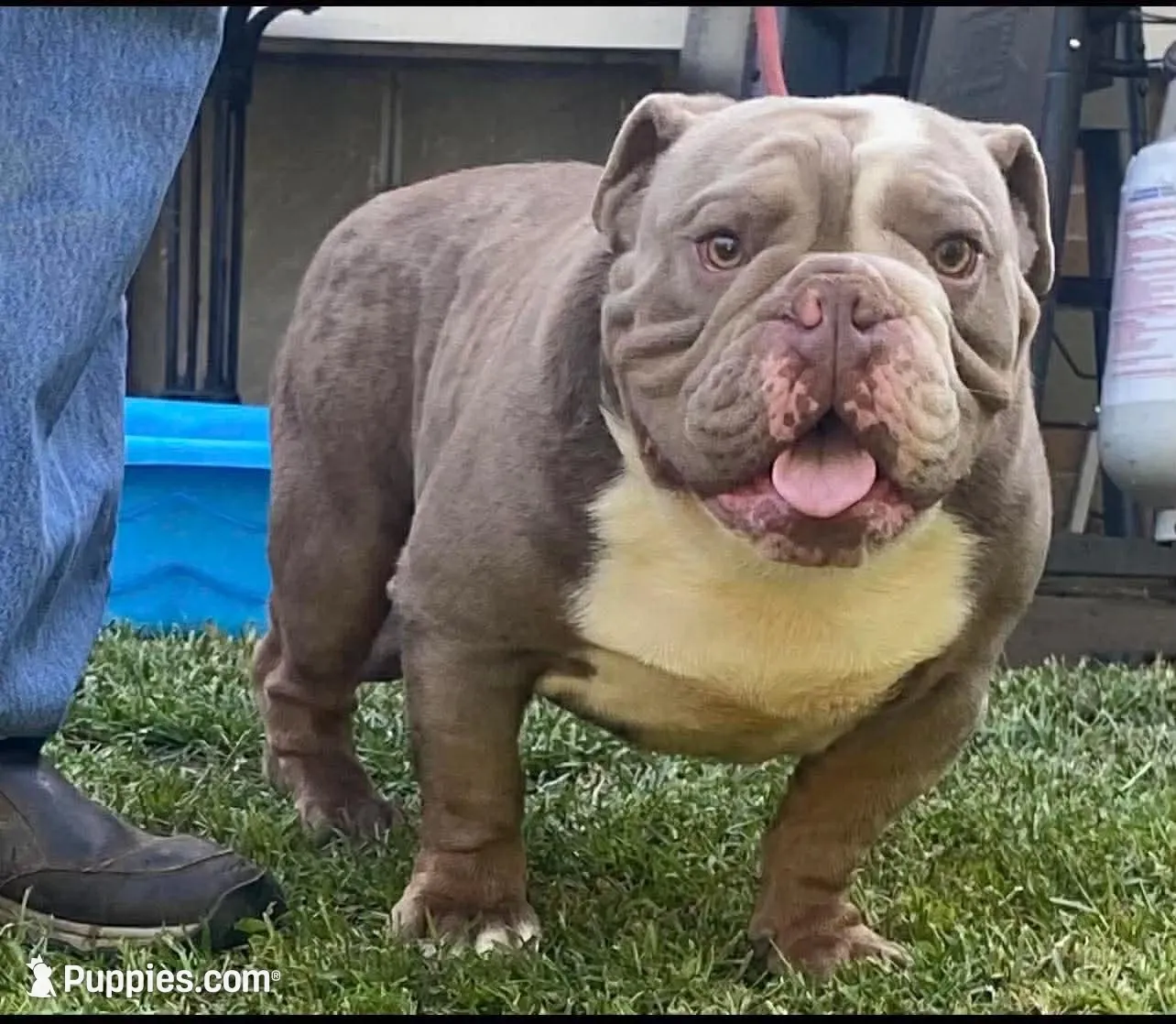Blake, a male English Bulldog for sale in Des Moines, IA – Photo 6 of 6