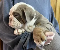 Blake, a male English Bulldog for sale in Des Moines, IA – Photo 1 of 6