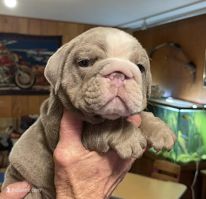 Sammy – English Bulldog puppy for sale in Des Moines, IA