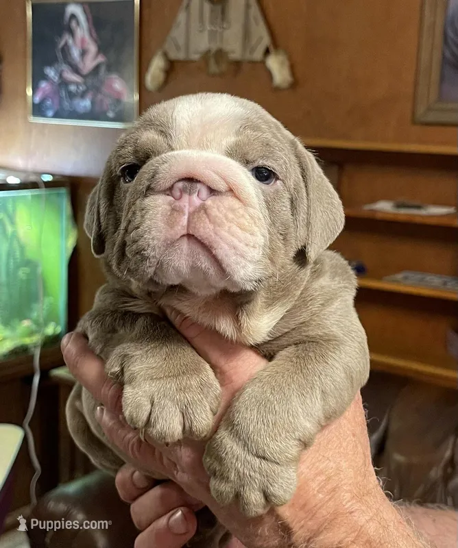 Sammy – English Bulldog puppy for sale in Des Moines, IA