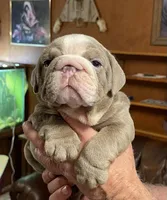 Sammy, a male English Bulldog for sale in Des Moines, IA – Photo 1 of 4