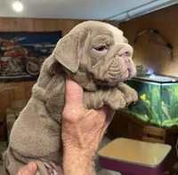 Sammy, a male English Bulldog for sale in Des Moines, IA – Photo 2 of 4