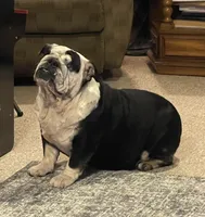 Peaches, a female English Bulldog for sale in Des Moines, IA – 2 of 3
