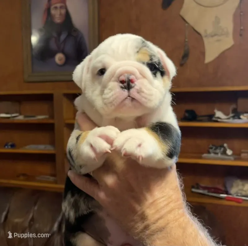 Billy – English Bulldog puppy for sale in Des Moines, IA