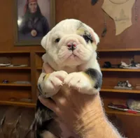 Billy, a male English Bulldog for sale in Des Moines, IA – 1 of 6