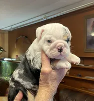 Billy, a male English Bulldog for sale in Des Moines, IA – 4 of 6