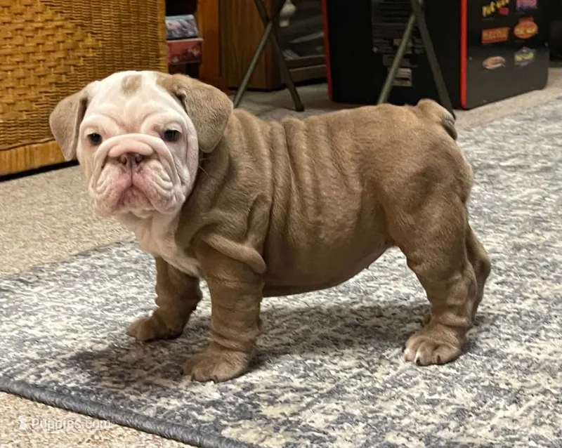 Sally – English Bulldog puppy for sale in Des Moines, IA
