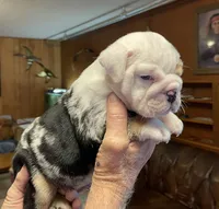Billy, a male English Bulldog for sale in Des Moines, IA – 3 of 6