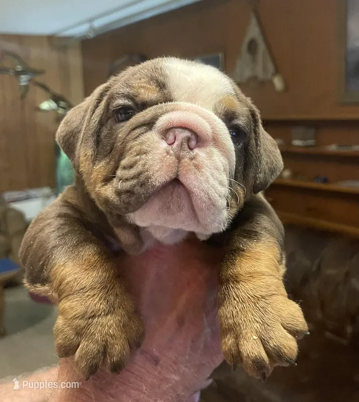Bosco – English Bulldog puppy for sale in Des Moines, IA