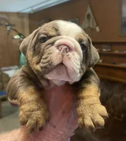 Bosco, a male English Bulldog for sale in Des Moines, IA – Photo 1 of 4