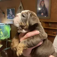 Bosco, a male English Bulldog for sale in Des Moines, IA – Photo 3 of 4