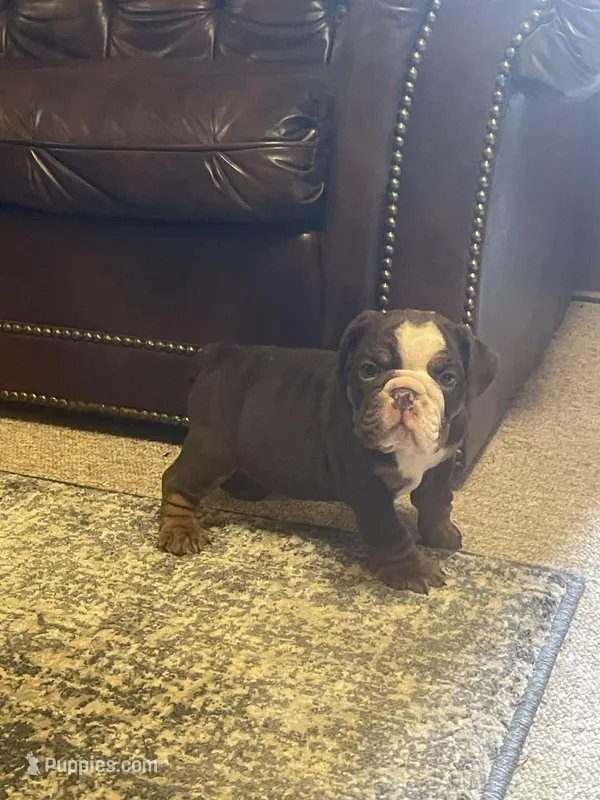 Bosco – English Bulldog puppy for sale in Des Moines, IA