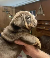 Bosco, a male English Bulldog for sale in Des Moines, IA – Photo 2 of 4