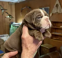 Rudy, a male English Bulldog for sale in Des Moines, IA – Photo 3 of 4