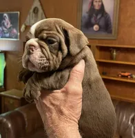 Rudy, a male English Bulldog for sale in Des Moines, IA – Photo 2 of 4