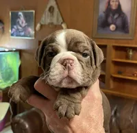 Rudy, a male English Bulldog for sale in Des Moines, IA – Photo 1 of 4