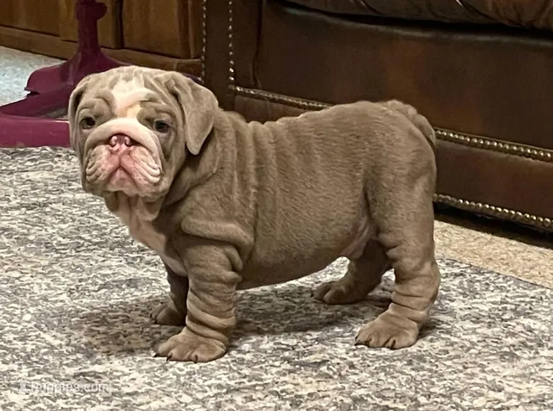 Sammy – English Bulldog puppy for sale in Des Moines, IA