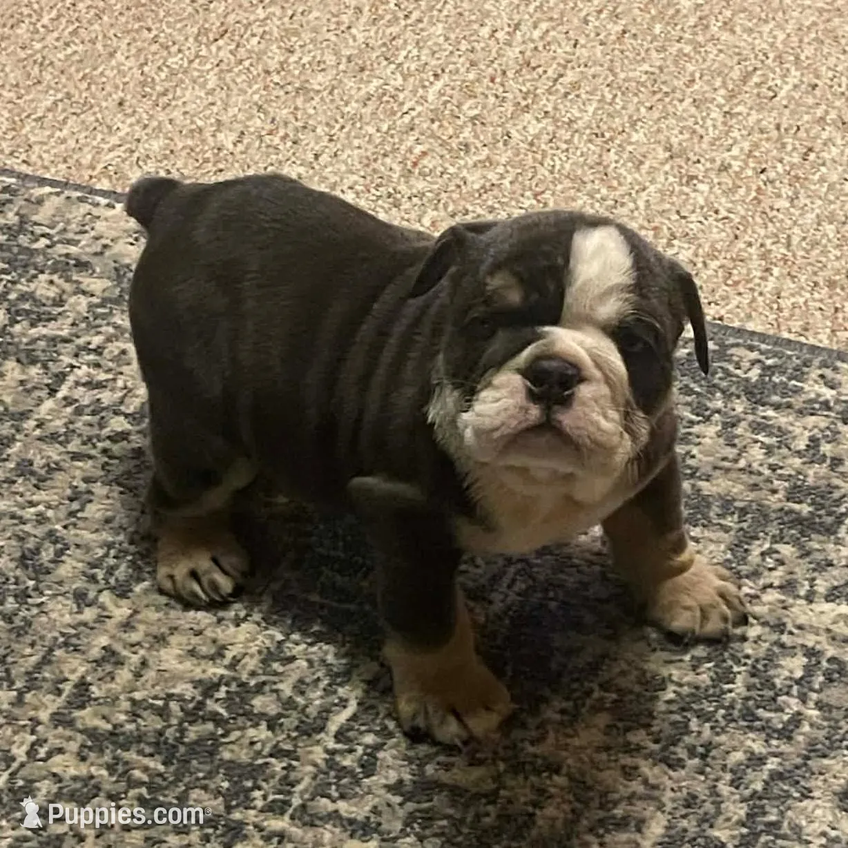 Pearl – English Bulldog puppy for sale in Des Moines, IA