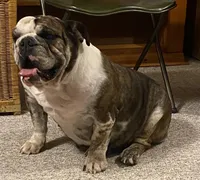 Pearl, a female English Bulldog for sale in Des Moines, IA – Photo 7 of 7