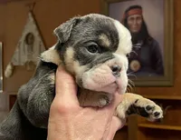 Pearl, a female English Bulldog for sale in Des Moines, IA – Photo 2 of 6