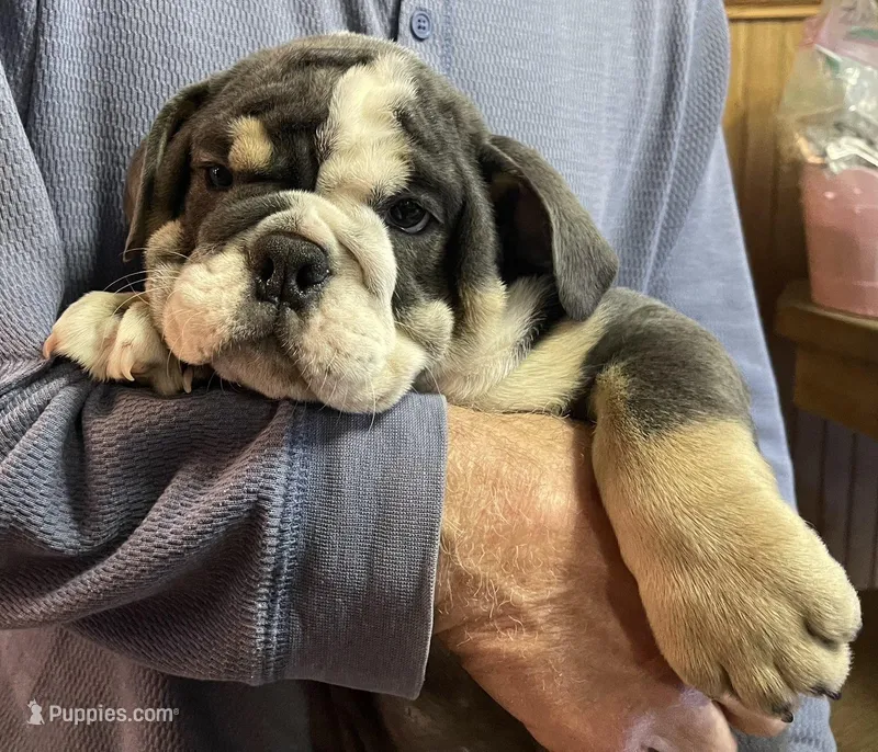 Pearl – English Bulldog puppy for sale in Des Moines, IA