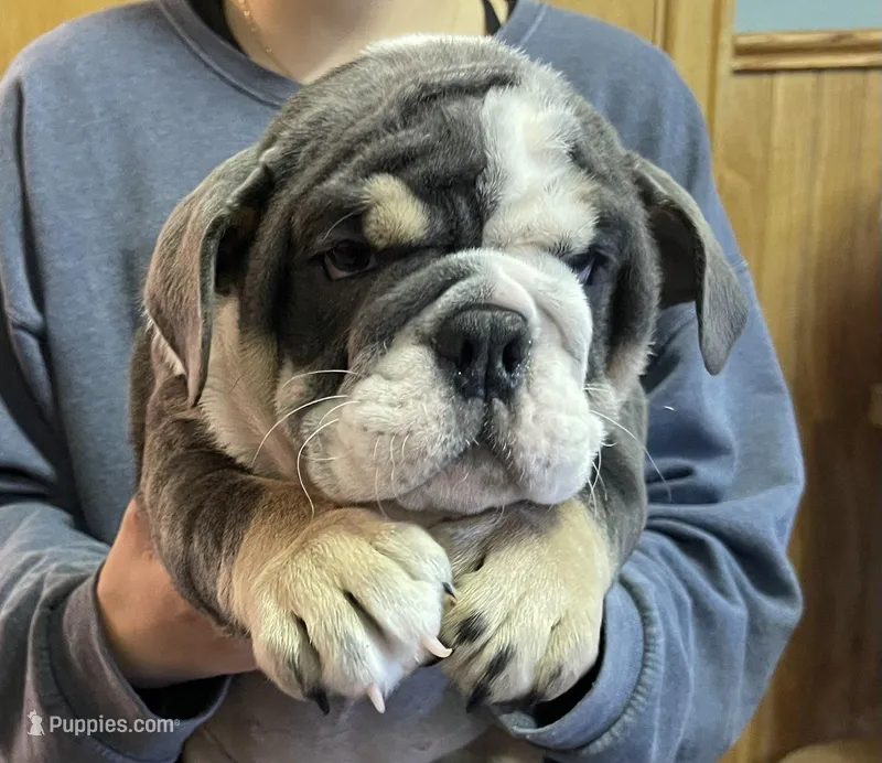 Pearl – English Bulldog puppy for sale in Des Moines, IA