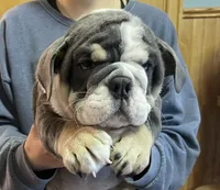 Pearl, a female English Bulldog for sale in Des Moines, IA – Photo 1 of 8
