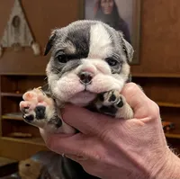 Pearl, a female English Bulldog for sale in Des Moines, IA – Photo 1 of 6