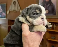 Pearl, a female English Bulldog for sale in Des Moines, IA – Photo 4 of 6