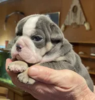 Pearl, a female English Bulldog for sale in Des Moines, IA – Photo 3 of 7