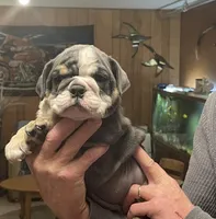 Pearl, a female English Bulldog for sale in Des Moines, IA – Photo 5 of 7